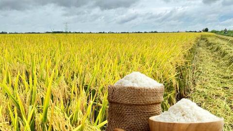 Giá lúa gạo hôm nay ngày 12/12: Gạo thơm neo giá cao, lúa giữ giá