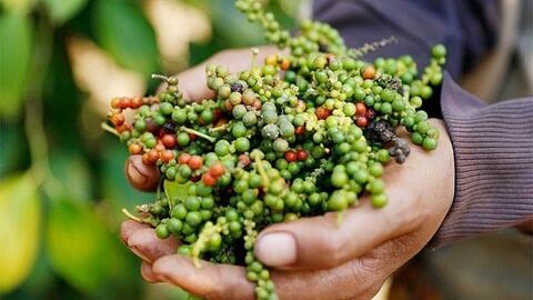 Giá tiêu hôm nay 17/12/2025: Tăng nhẹ