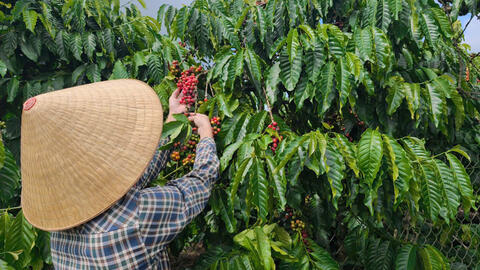 Giá cà phê hôm nay 19/12/2025: Lao dốc, xuống dưới mốc 90.000 đồng/kg