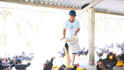 Tăng đàn gia súc, gia cầm phục vụ thị trường tết