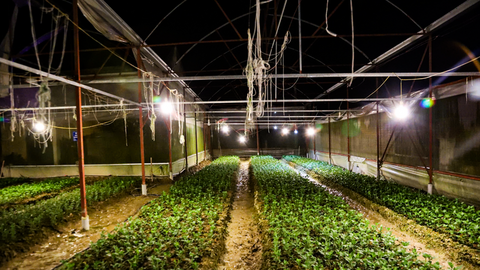 Thủ phủ hoa Tết ở Hà Tĩnh rực sáng, kỳ vọng vụ mùa thắng lợi