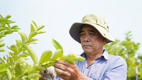 Bám đất biên cương, làm giàu từ vườn chanh sạch