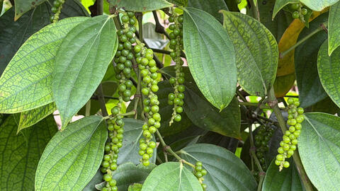 Giá tiêu hôm nay 6/1/2026: Chững lại chờ tín hiệu mới