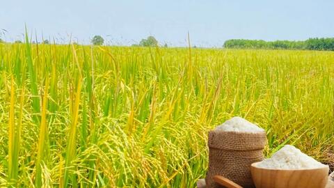 Giá lúa gạo hôm nay ngày 13/1/2026: Lúa tươi có xu hướng tăng