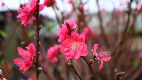 Chùm ảnh: Hà Nội rực rỡ sắc đào những ngày tháng Chạp