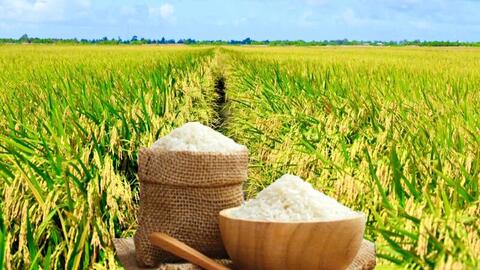 Giá lúa gạo hôm nay ngày 20/1/2026: Gạo xuất khẩu tiếp đà tăng