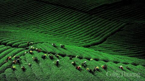 Xuân về trên những miền trà Olong Lâm Đồng