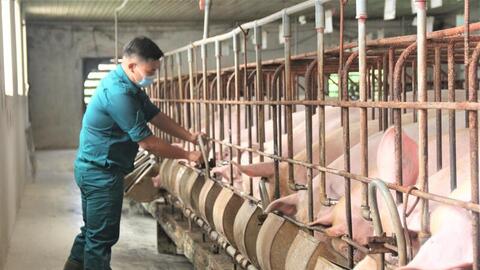 'Bắt bệnh' nguyên nhân giá heo hơi tăng 'nóng' trước tết Nguyên đán 2026