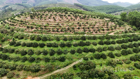 Nhộn nhịp 'thủ phủ' cam bù Hà Tĩnh những ngày giáp Tết
