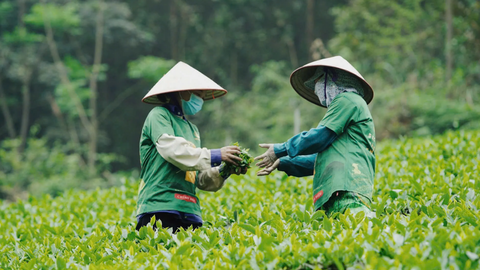 Xuất khẩu chè tăng gần 30%: Cơ hội tái định vị thương hiệu chè Việt