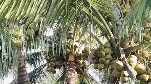 Dừa Vĩnh Long: Khẳng định vị thế 'thủ phủ' và tầm nhìn xuất khẩu tỷ USD