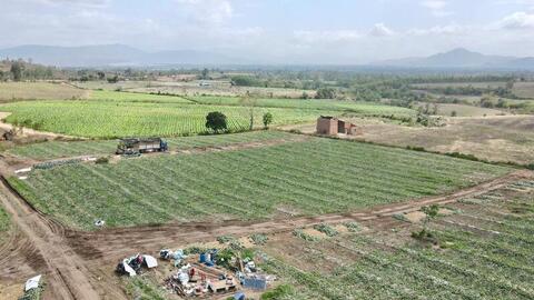 Dưa hấu Gia Lai 'được mùa mất giá', nông dân gồng mình bán lỗ