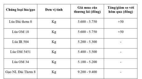 Giá lúa gạo hôm nay ngày 31/3: Lúa tươi tăng nhẹ