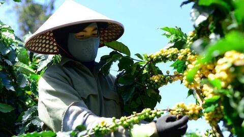 Giá cà phê hôm nay 9/4/2026: Giảm 'sốc' 4.000 đồng/kg