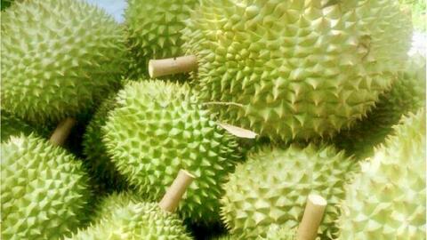 Vĩnh Long chuẩn hóa vùng trồng sầu riêng, mở rộng thị trường xuất khẩu