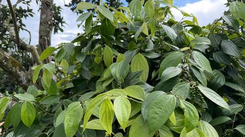 Giá tiêu hôm nay 16/4/2026: Tăng mạnh, chạm mốc 141.000 đồng/kg