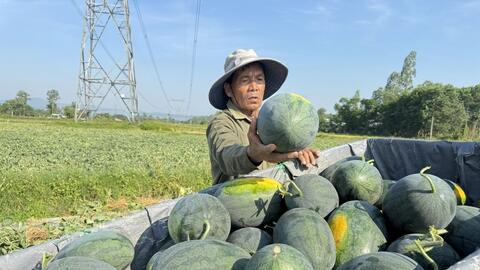 Quảng Ngãi: Cần lời giải căn cơ để thoát cảnh ‘được mùa mất giá’