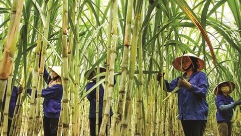 Doanh nghiệp mía đường trước ‘luật chơi’ carbon