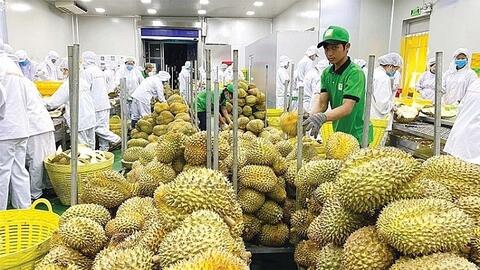 Truy xuất nguồn gốc: ‘Tấm vé’ giữ thị trường tỷ USD cho sầu riêng Việt