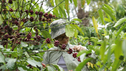 Giá cà phê hôm nay 15/5/2026: Bật tăng 1.000 đồng/kg