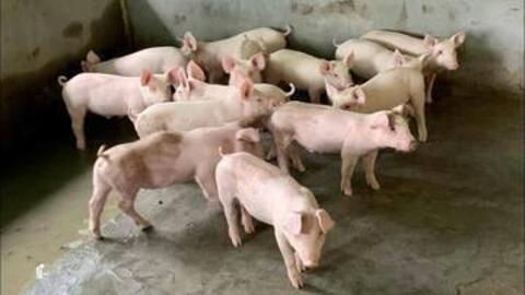 Giá heo hơi hôm nay 15/5/2026: Giữ đỉnh 71.000 đồng/kg