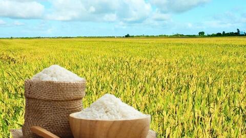 Giá lúa gạo hôm nay ngày 18/5/2026: Gạo xuất khẩu nguyên liệu tăng