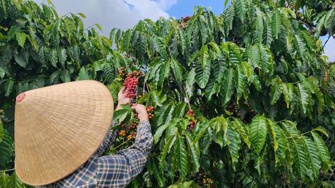 Giá cà phê hôm nay 19/5/2026: Dao động từ 86.200 - 87.000 đồng/kg