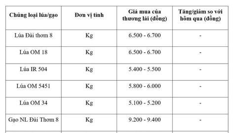 Giá lúa gạo hôm nay ngày 21/5/2026: Thị trường 'lặng sóng'