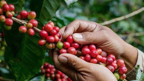 Giá cà phê hôm nay 27/5/2026: Tăng nhẹ 700 đồng/kg