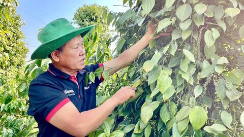 Giá tiêu hôm nay 5/6/2026: Đồng loạt tăng 1.000 đồng/kg