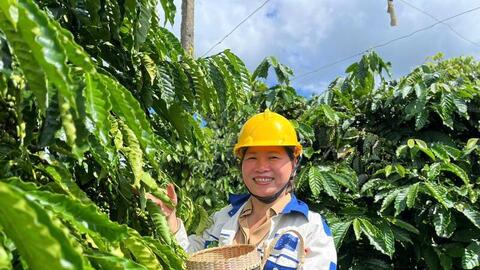 Giá cà phê hôm nay 22/6/2026: Giảm nhẹ 700 đồng/kg