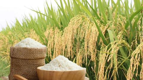 Giá lúa gạo hôm nay ngày 28/6, tuần qua: Lúa, gạo xuất khẩu biến động