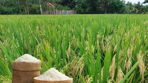 Giá lúa gạo hôm nay ngày 30/6/2026: Lúa tươi giảm nhẹ