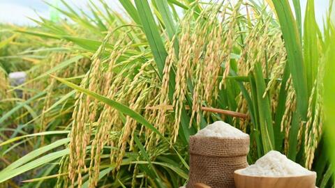 Giá lúa gạo hôm nay ngày 1/7: Gạo thơm Jasmine tăng 1.000 đồng/kg