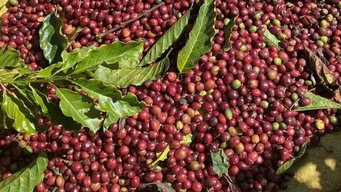 Giá cà phê Arabica tăng gần 7%