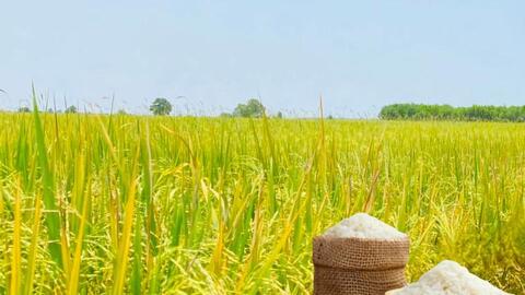 Giá lúa gạo hôm nay ngày 24/7/2026: Gạo Đài thơm tăng 500 đồng/kg