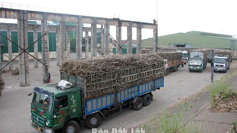 Xã Ea Knốp: Khai thác hiệu quả dư địa, nuôi dưỡng nguồn thu bền vững