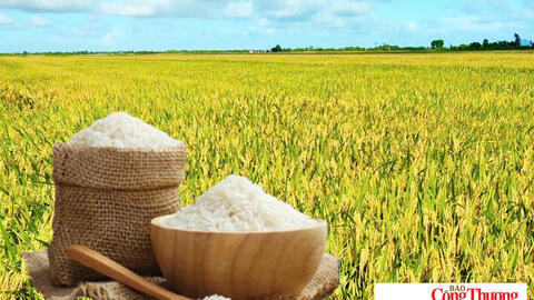 Giá lúa gạo hôm nay ngày 9/10/2026: Giá lúa tươi giảm nhẹ