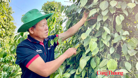 Giá tiêu hôm nay 28/10/2026: Thị trường lặng sóng