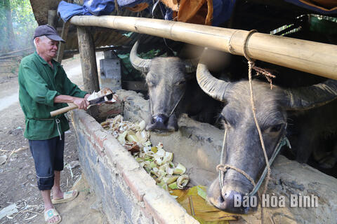 Khai thác lợi thế đồi rừng phát triển chăn nuôi