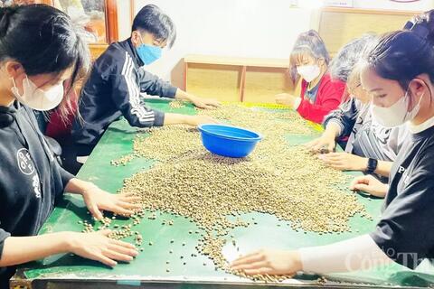 Giá cà phê hôm nay 15/5/2025, thế giới lại giảm sâu