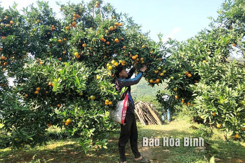 Hiệu quả mô hình chi, tổ hội nghề nghiệp tại huyện Tân Lạc