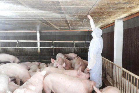 Chủ động ứng phó với dịch tả heo châu Phi