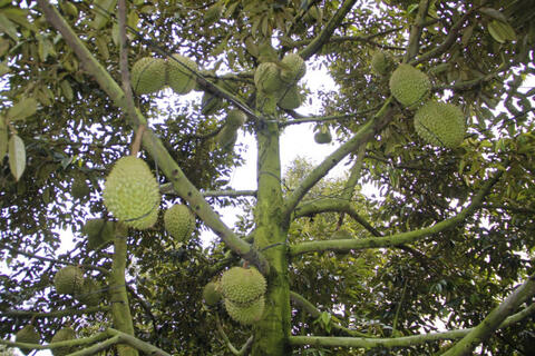 Nâng chất nông sản bằng việc quản lý chặt mã số vùng trồng