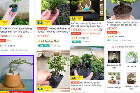 Thị trường bonsai mini có gì cần lưu ý?