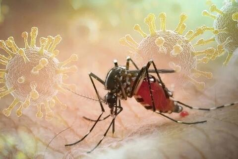 Triển khai các giải pháp tăng cường phòng chống bệnh Chikungunya