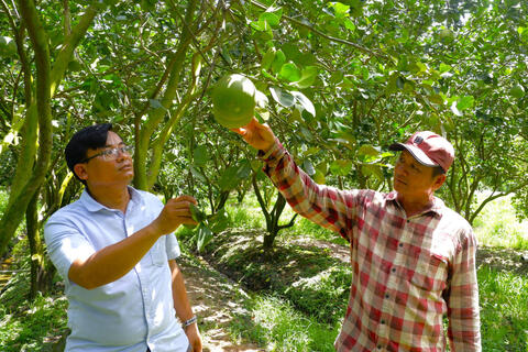Bảo vệ vườn cây ăn trái trong mùa lũ