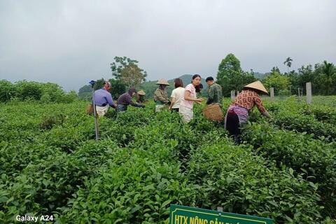 Khi người Việt chọn sống xanh, OCOP cũng cần thay đổi
