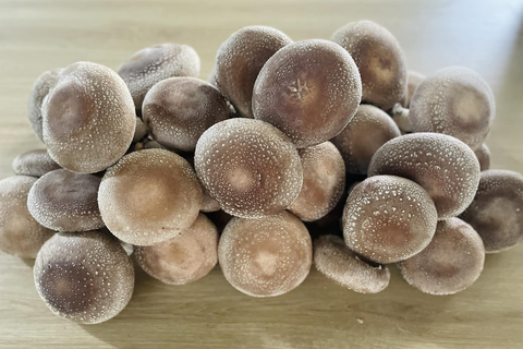 Tìm đầu ra cho sản phẩm nấm hương trái vụ ở Cao Bằng