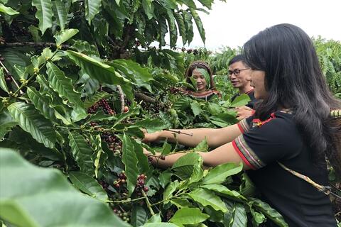 Liên kết sản xuất, hướng đi mới cho cà phê đồng bào dân tộc thiểu số